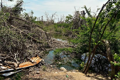 Los manglares de Laguna Negra, devastados por Otis.