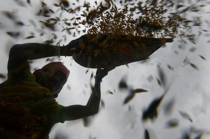 Trabajos agrícolas en un campo de arroz a las afueras de Siliguri, India.