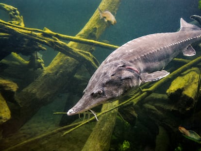 Una imagen de un esturión en un lago.