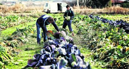 Miembros de un grupo de producción de verduras en la huerta.