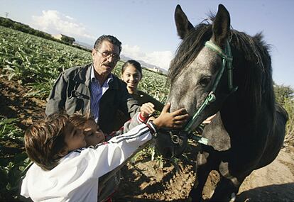 'Tío' Paco Hernández, de 69 años, valenciano, es uno de los pioneros que iniciaron el llamado movimiento gitano hace tres décadas. Hoy no vacila en hacer autocrítica. "Al principio, el problema más urgente era el chabolismo", rememora, "pero eso dejó de ser la prioridad y ahora vemos que lo que corre peligro son nuestras señas de identidad mientras nos limitamos a dar las gracias a los políticos". Rodeado de sus nietos y sus caballos, 'tío' Paco no aspira a la recuperación del romanó, "sino al caló de toda la vida, que es más fácil y que también se está perdiendo".