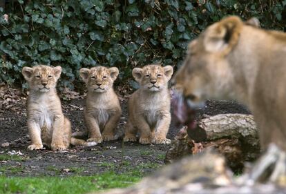 Tres cachorros de león asiáticos, nacidos el 25 de enero de 2016, junto a su madre Lorena mientras se les presenta al público en el Parque Planckendael en Mechelen (Bélgica).