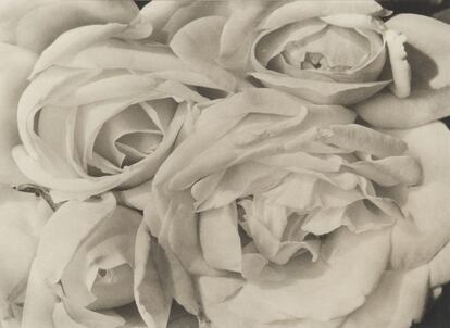 &#039;Rosas&#039; (1924), Tina Modotti.