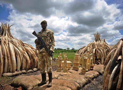 Un ranger del servicio de vida silvestre de Kenya (KWS) hace guardia junto al arsenal ilegal de colmillos de elefante y estatuillas de marfil antes de su destrucción, en el Parque Nacional de Nairobi.
