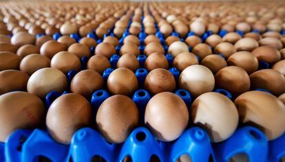 Vista de la producción de huevos de una granja en Putten (Holanda),