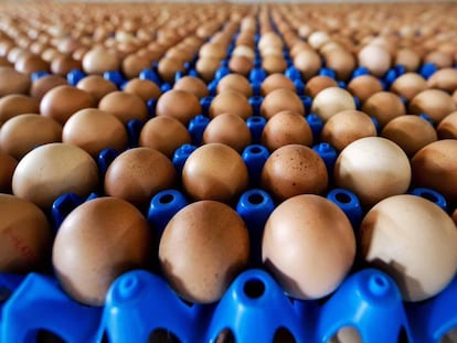 Vista de la producción de huevos de una granja en Putten (Holanda),