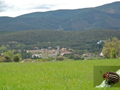 Maçanet de Cabrenys i un detall de l'escarabat de la patata.