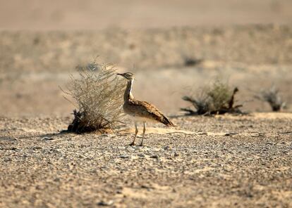 A houbara bustard flies during a falconry competition at the al-Marzoon Hunting reserve, 60 Kilometres south of Madinat Zayed, in the United Arab Emirates on February 1, 2016.  / AFP / KARIM SAHIB