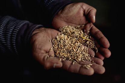 Un agricultor tiene en sus manos semillas de arroz modificadas genéticamente en el distrito de Chitwan, Nepal.