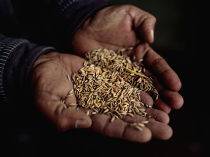 Un agricultor tiene en sus manos semillas de arroz modificadas genéticamente en el distrito de Chitwan, Nepal.