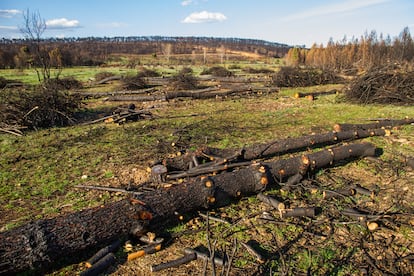 Tala de madera carbonizada en el bosque de pinos quemados tras el incendio. Los daños ocasionados representaron el 68 por ciento de superficie arbórea arrasada durante 2012 en toda Castilla y León.