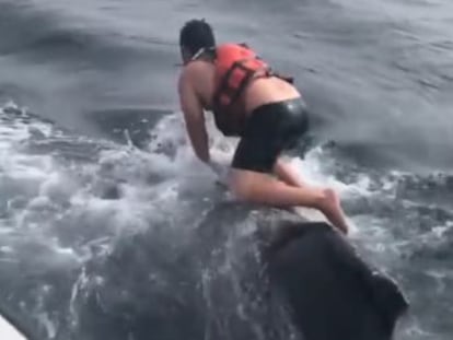 La tripulación de un barco logra salvar al animal, atrapado por una cuerda atada a una boya en California