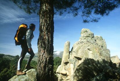 Una excursionista contempla junto a un pino el horizonte del Espaldar de La Cabrera.