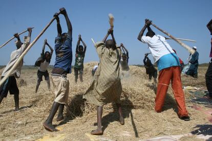 Niños trabajando en los arrozales, separando los granos de la paja.