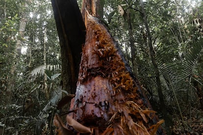 Restos de un árbol gigante derrumbado recién descubierto en la reserva Ducke, el 16 de mayo. 