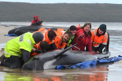 Un equipo de rescate trabaja este martes para intentar salvar a las ballenas varadas. 