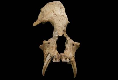 Cráneo de 'Junzi imperialis', la especie de gibón extinto descubierta en China.
