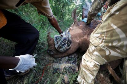 Los cazadores furtivos pudieron vender cuernos de rinoceronte blanco del norte por hasta 50.000 dólares el kilo, haciéndolos más valiosos que el oro. El objetivo del proceso de marcaje y seguimiento de los animales, además del control de población, es controlar la caza furtiva de los rinocerontes.