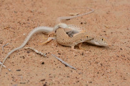 Dos lagartos de Schmidt ('Acanthodactylus schmidti') copulando.