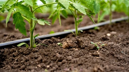 En México, el principal consumidor de agua es el sector agropecuario.