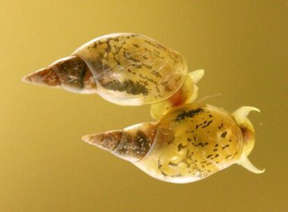 Dos caracoles <i>Lymnaea stagnalis</i> con conchas que giran en sentidos contrarios.