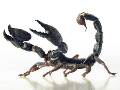 Dos especies distintas de escorpión con los aguijones alzados.
