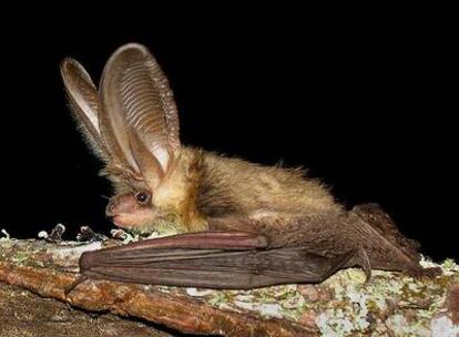 Murciélago de la especie <i>Plecotus austriacus</i>, fotografiado por los investigadores del grupo Drosera en un bosque de O Morrazo.