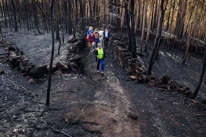 A group of volunteers walks through the forest to look for injured animals and feed any that survived the fire.