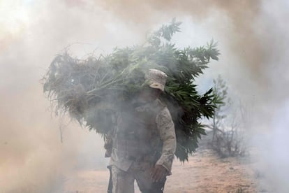 Soldados mexicanos queman una plantación de marihuana. Durante la operación, el Ejército destruyó dos plantaciones de marihuana con una superficie total de 19.000 metros cuadrados.