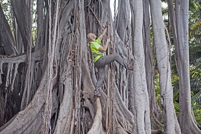 Un ficus en el Jardín Botánico de la localidad tinerfeña.