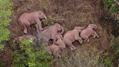 This image made from video taken released by China Central Television (CCTV) on June 7, 2021 shows elephants, part of a herd which had wandered 500 kilometres north from their natural habitat, resting in a forest near Kunming, in China's southwest Yunnan province. (Photo by - / CCTV / AFP) / China OUT / RESTRICTED TO EDITORIAL USE - MANDATORY CREDIT "AFP PHOTO / CHINA CENTRAL TELEVISION (CCTV) " - NO MARKETING NO ADVERTISING CAMPAIGNS