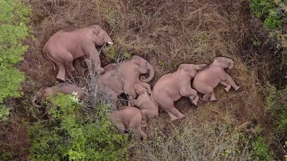 This image made from video taken released by China Central Television (CCTV) on June 7, 2021 shows elephants, part of a herd which had wandered 500 kilometres north from their natural habitat, resting in a forest near Kunming, in China's southwest Yunnan province. (Photo by - / CCTV / AFP) / China OUT / RESTRICTED TO EDITORIAL USE - MANDATORY CREDIT "AFP PHOTO / CHINA CENTRAL TELEVISION (CCTV) " - NO MARKETING NO ADVERTISING CAMPAIGNS