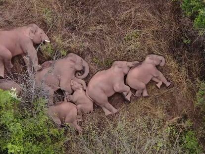 This image made from video taken released by China Central Television (CCTV) on June 7, 2021 shows elephants, part of a herd which had wandered 500 kilometres north from their natural habitat, resting in a forest near Kunming, in China's southwest Yunnan province. (Photo by - / CCTV / AFP) / China OUT / RESTRICTED TO EDITORIAL USE - MANDATORY CREDIT "AFP PHOTO / CHINA CENTRAL TELEVISION (CCTV) " - NO MARKETING NO ADVERTISING CAMPAIGNS