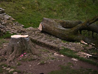 Árbol Northumberland