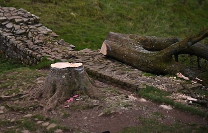 Árbol Northumberland