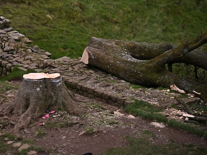 El arce sicomoro talado el pasado 28 de septiembre en el norte de Inglaterra.