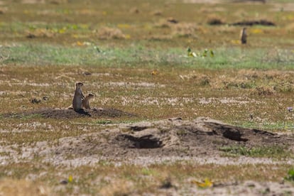 Perritos de las praderas a la entrada de su madriguera en la Reserva de la Biósfera de Janos.