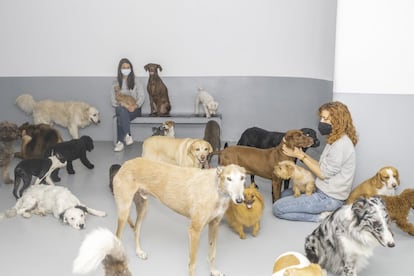 Una sala de juego de la guardería canina WagWag, en Retiro. Los perros están juntos en grupos seleccionados por tamaño, temperamento y edad, bajo vigilancia de las trabajadoras.
