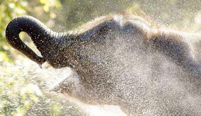 Un elefante se refresca con agua durante un día caluroso en el zoo de Blijdorp en Rotterdam, Holanda.