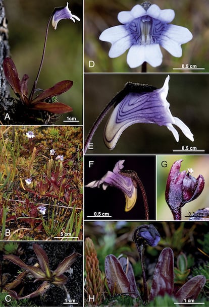 Species of the insectivorous genus Pinguicula L. discovered in southern Ecuador.