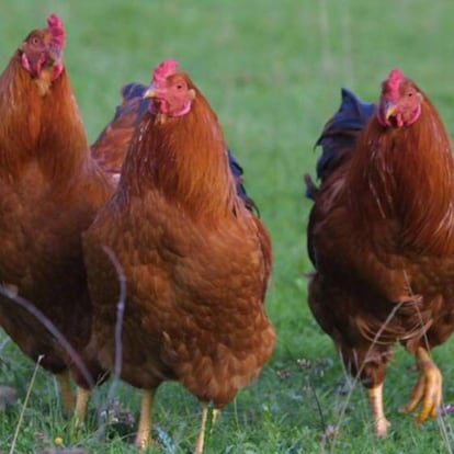 Gallinas triscando en el campo