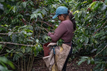 Emma Iribas, recolectora de café en la región de Ixhuatlán, en Veracruz (México).