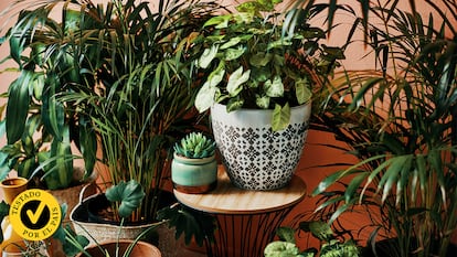 Plantas en una terraza