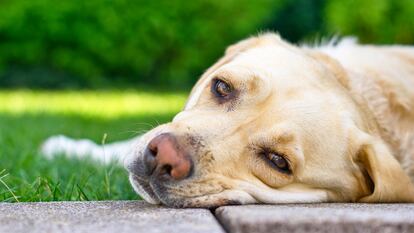 Ciertas razas caninas tienen más predisposición a tener determinadas alergias, como en el caso de las alimentarias, que suelen desarrollar más los Golden Retriever, Labrador, Pastor Alemán, West Highland White Terrier y Pug y Boxer.