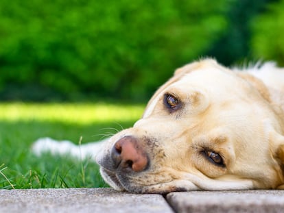 Certain dog breeds are more predisposed to having certain allergies. Golden Retrievers, Labradors, German Shepherds, West Highland White Terriers, Pugs, and Boxers tend to develop more food allergies than other breeds.