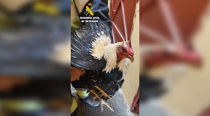 Imagen de uno de los gallos que habían sustraído a la familia.