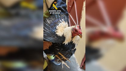 Imagen de uno de los gallos que habían sustraído a la familia.