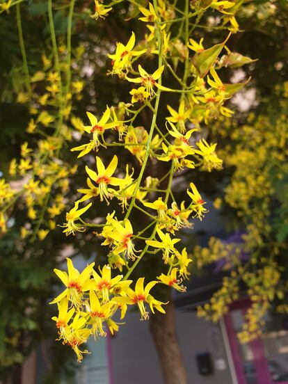 Inflorescencia del jabonero de la China.