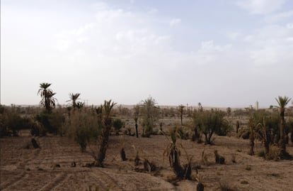 Un oasis seco en el valle del Drâa, al este de Ouarzazate, en el sur de Marruecos.