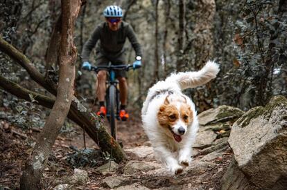 Un ciclista corre junto a su perro por las montañas de Barcelona.